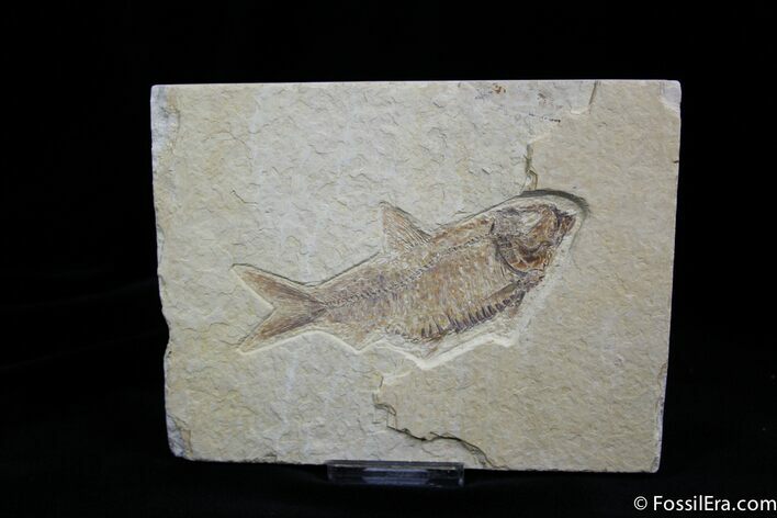 Fat Inch Knightia Fossil Fish #796